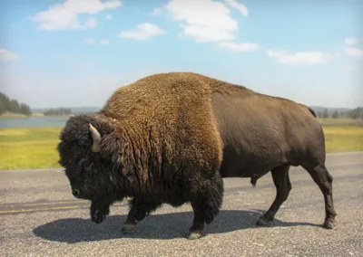 Image of bison walking on road at yellowstone park