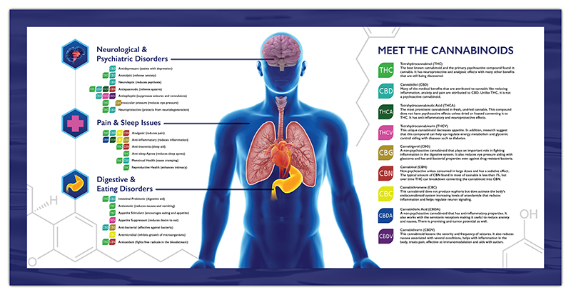 Cannabinoid Chart Image of Medical Information Signage at Portage and Westnedge Lake Effect
