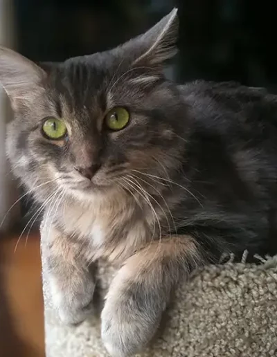 Image of Charlie the cat sitting by the window