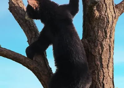 Image of Cub Climbing Tree