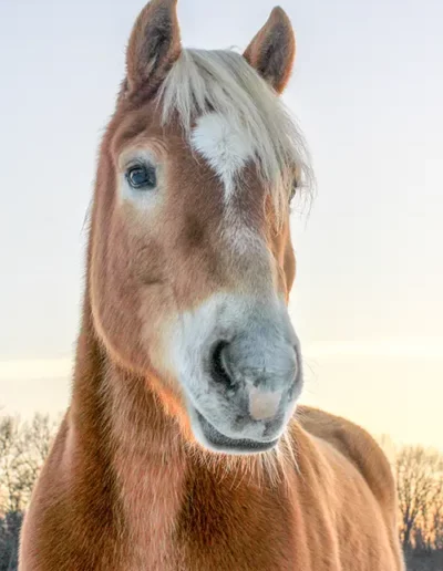 Image of Max the horse with golden glow at sunset