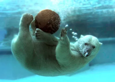 Image of a Polar bear at Lincoln Park Zoo in Chicago playing with large red ball