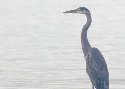 Image of Blue Heron on dock looking out on the Potomac River from Maryland at sunset