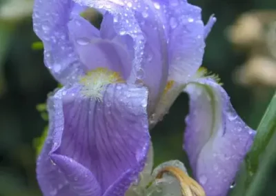 Image of purple flower with water droplets