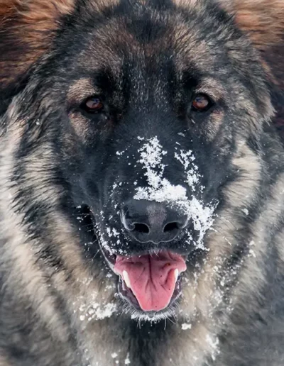 Image of Remi the Shiloh Shepherd with snow on her face