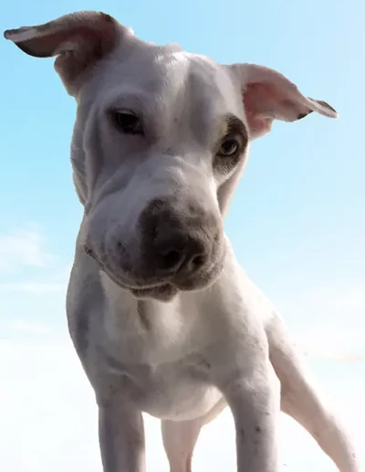 Image of Selene the dog from below with blue sky